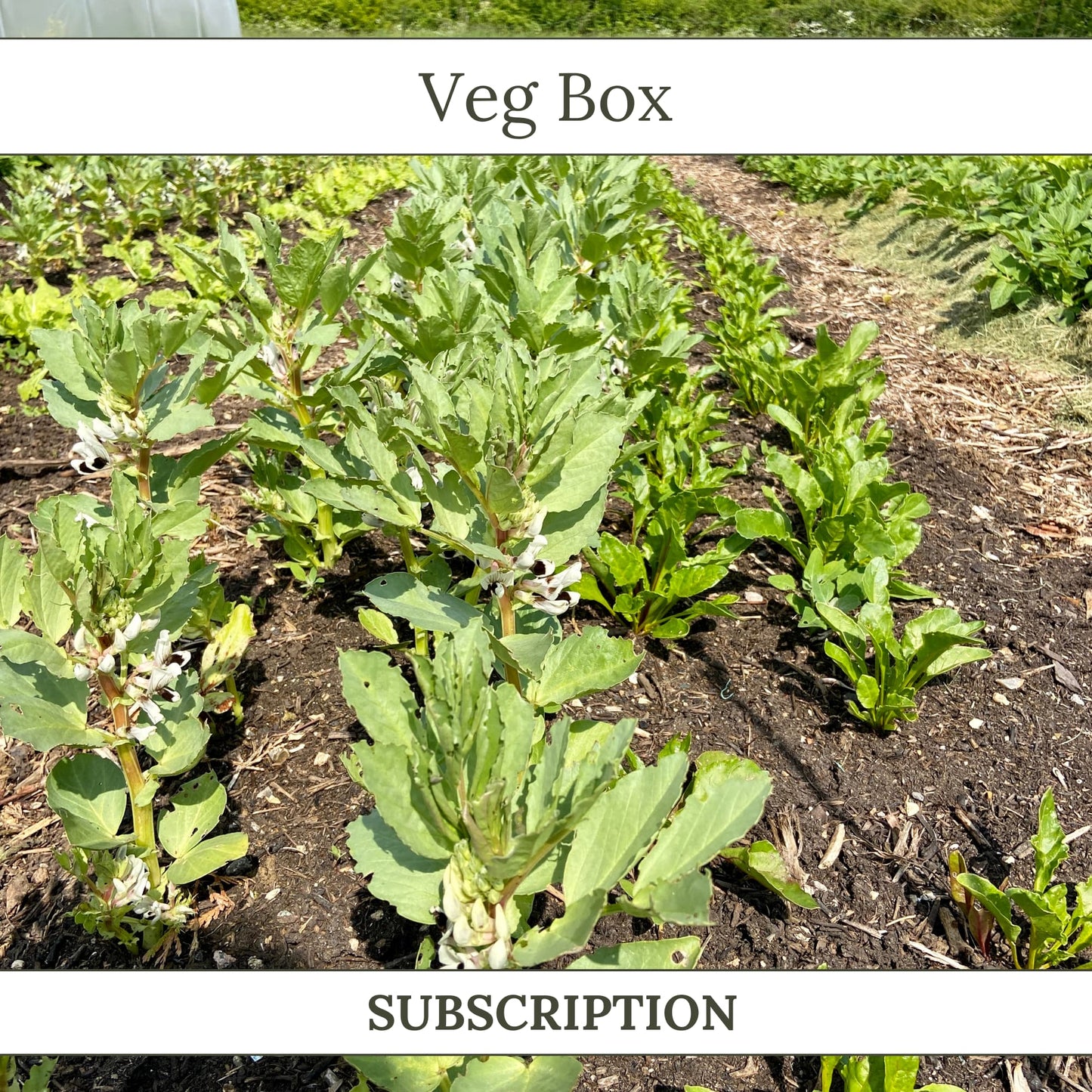 Local and Seasonal Veg Box - SUBSCRIPTION