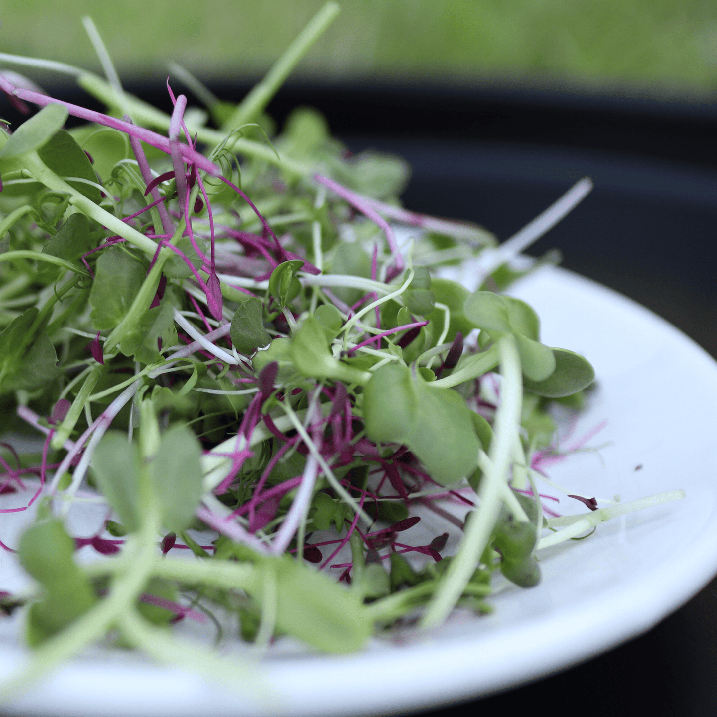 Perfect Everyday Micro Salad Mix - SUBSCRIPTION