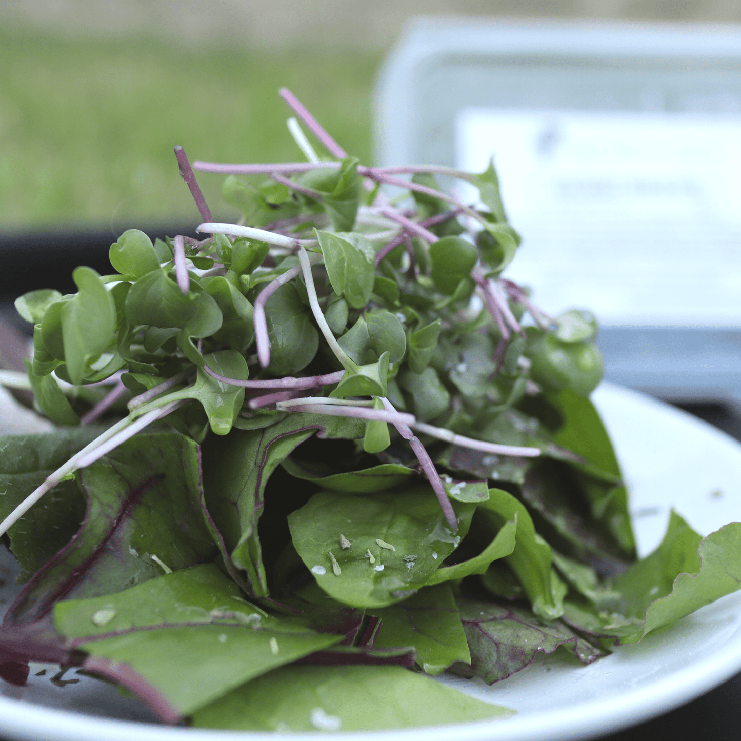 Radish Shoots - SUBSCRIPTION
