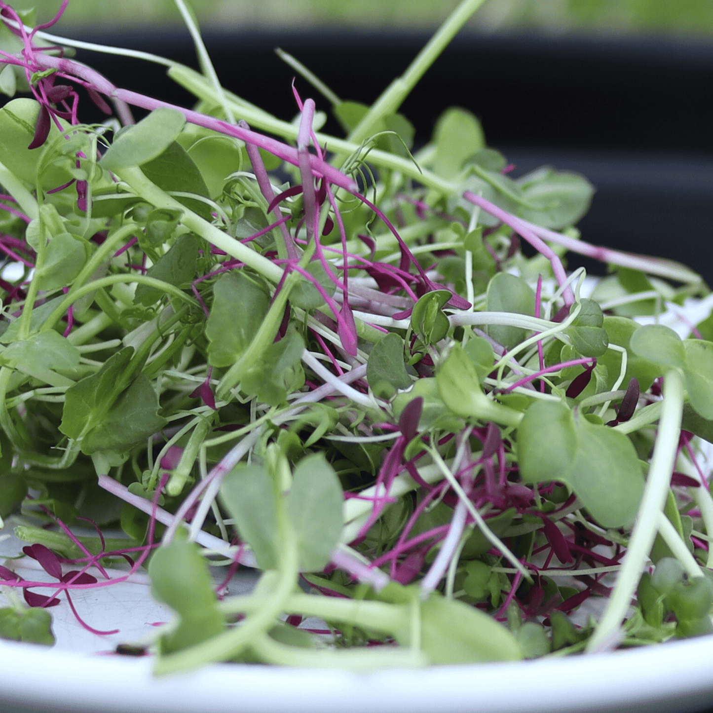 Perfect Everyday Micro Salad Mix - SUBSCRIPTION