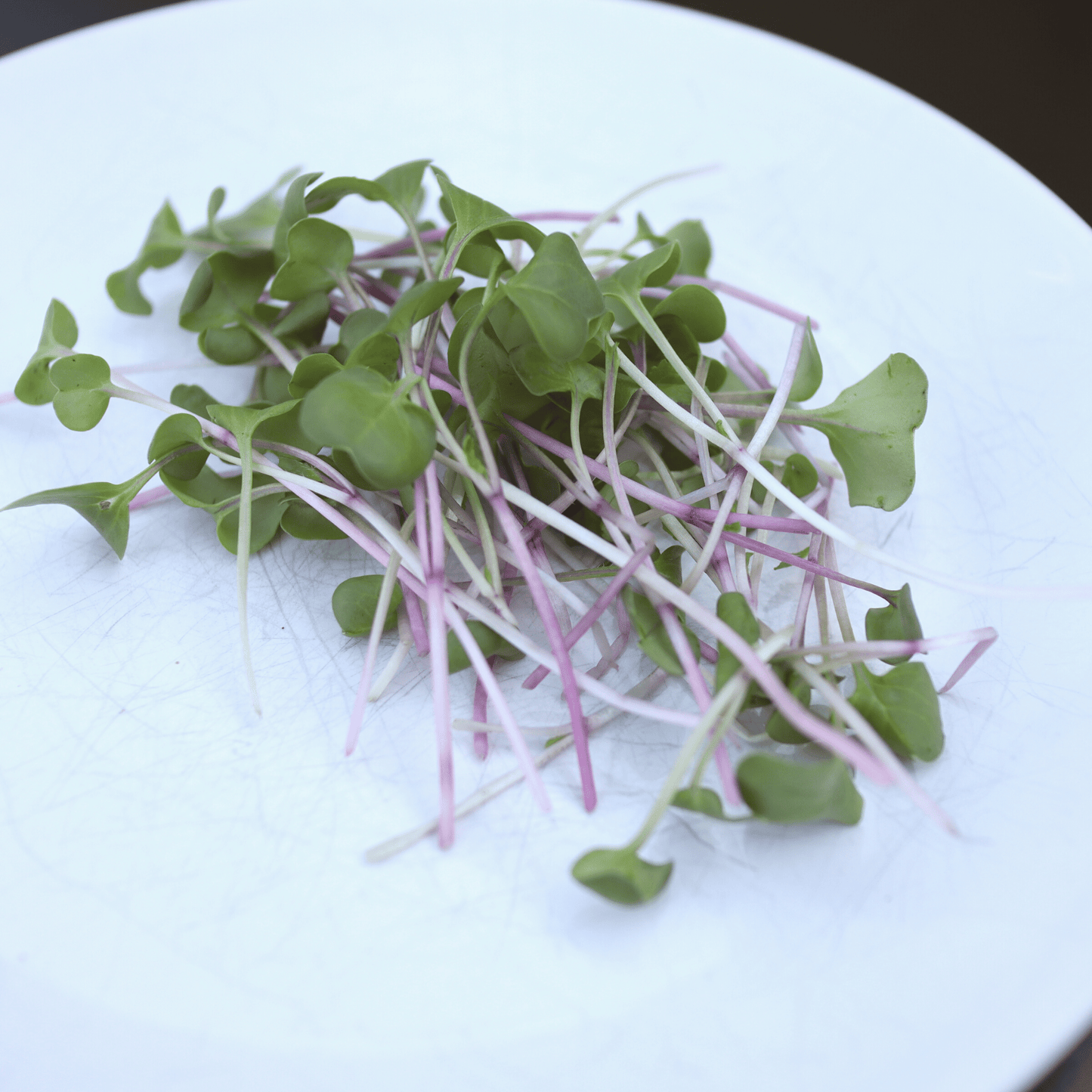 Radish Shoots - SUBSCRIPTION