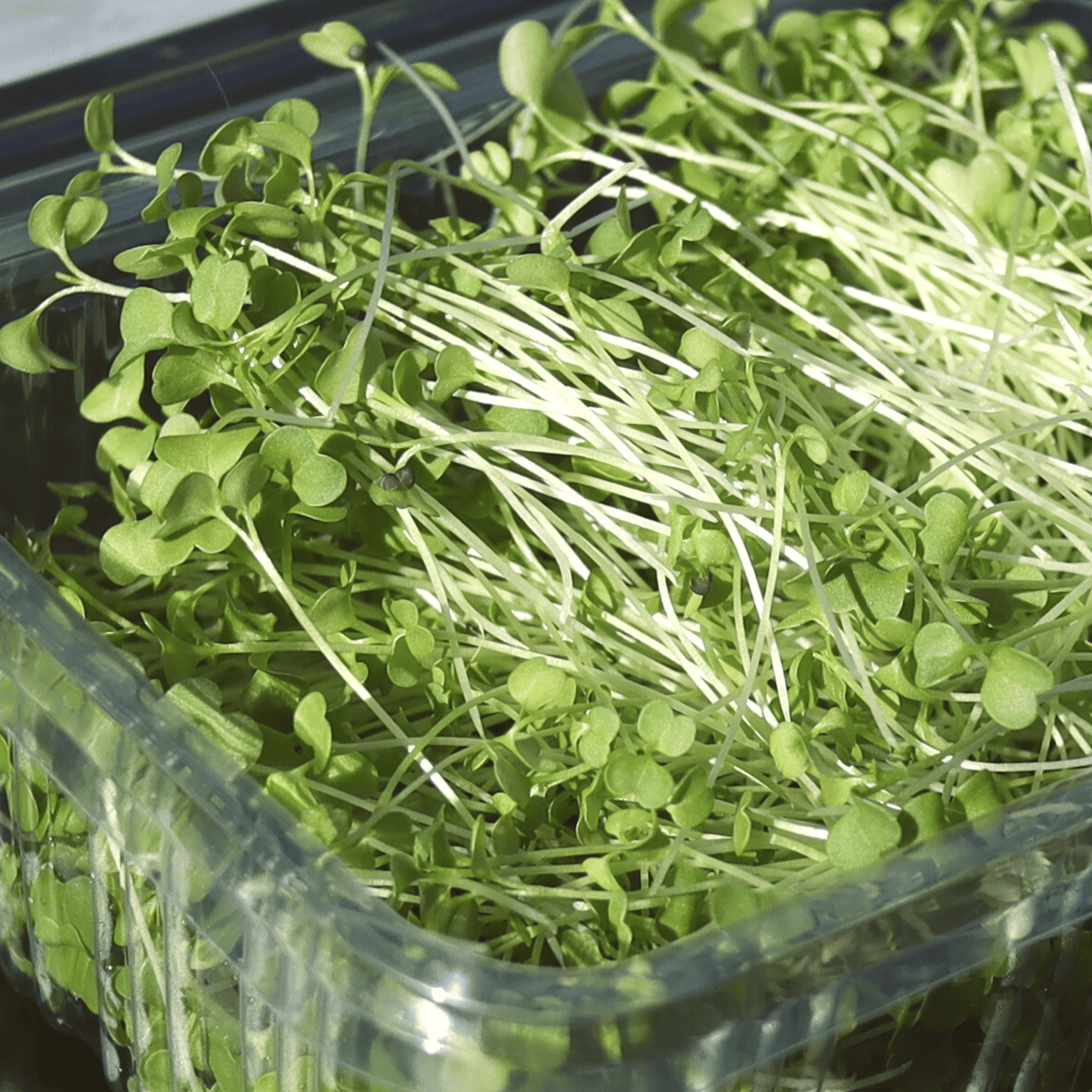 Broccoli Shoots - SUBSCRIPTION