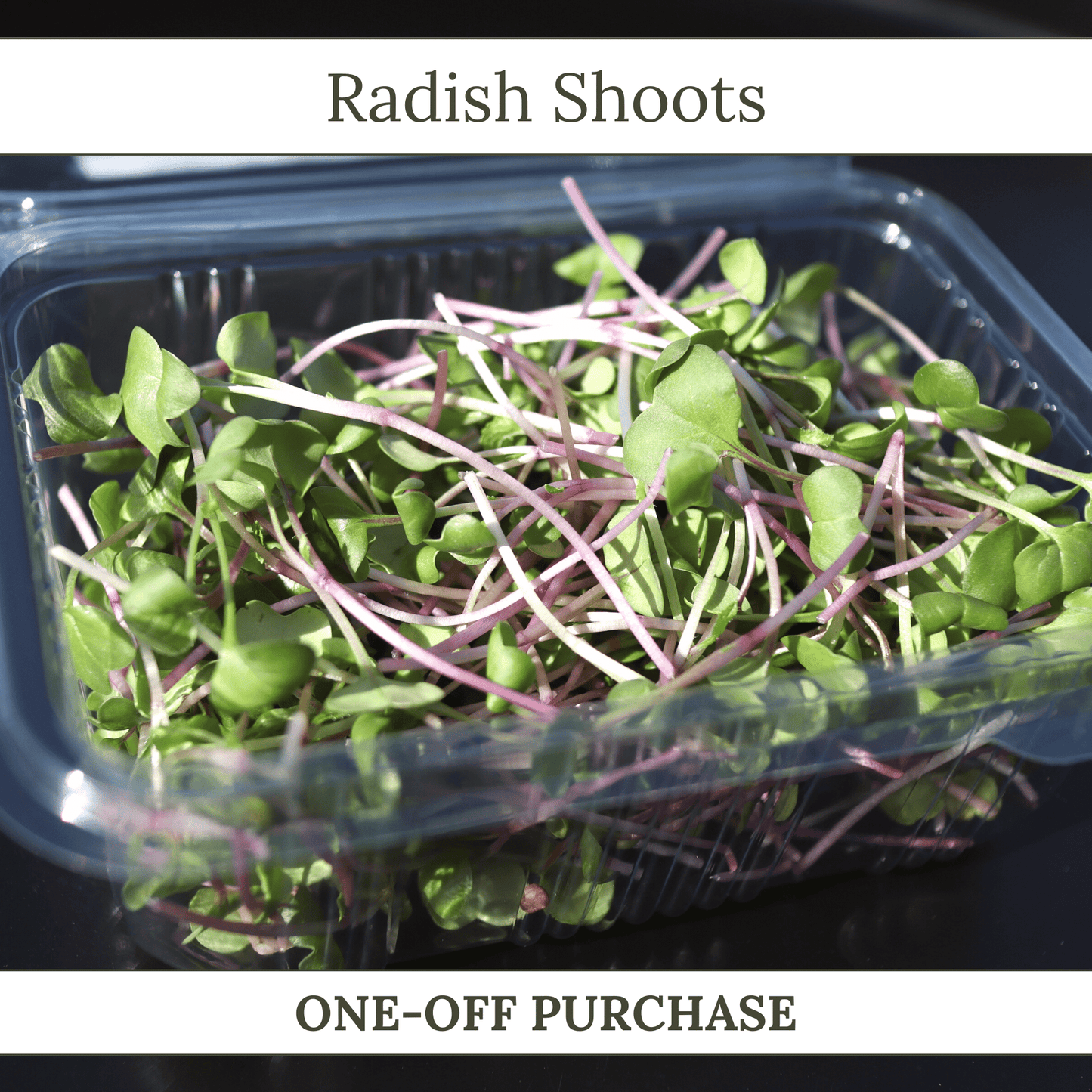 Radish Shoots - ONE-OFF PURCHASE