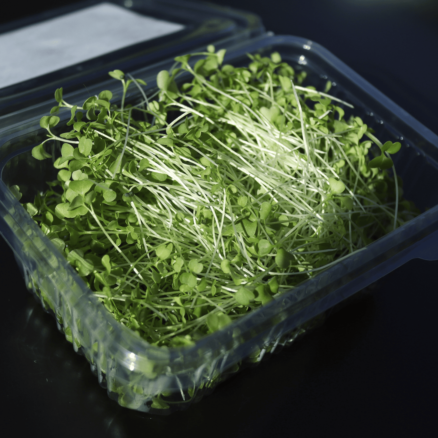 Broccoli Shoots - SUBSCRIPTION
