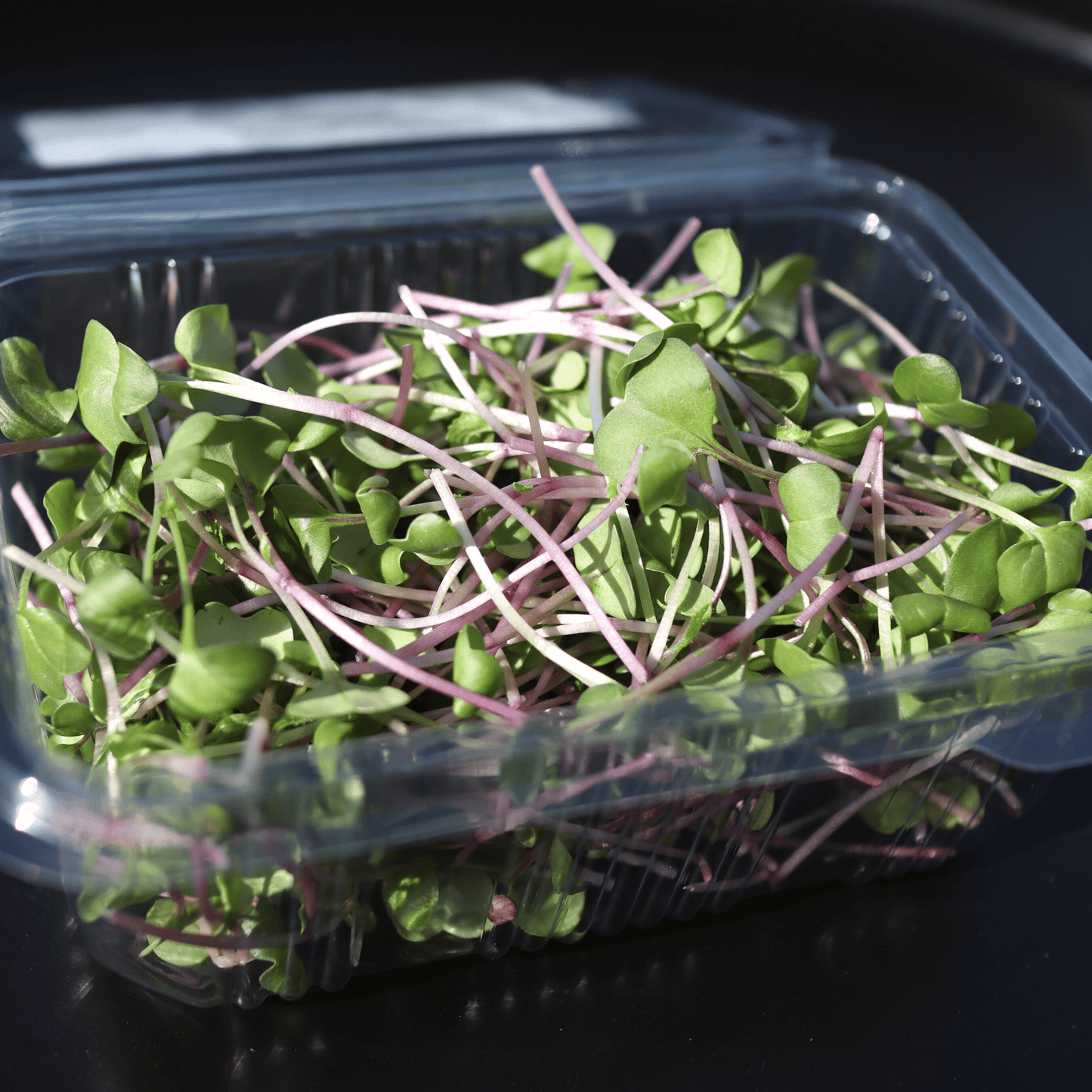 Radish Shoots - SUBSCRIPTION