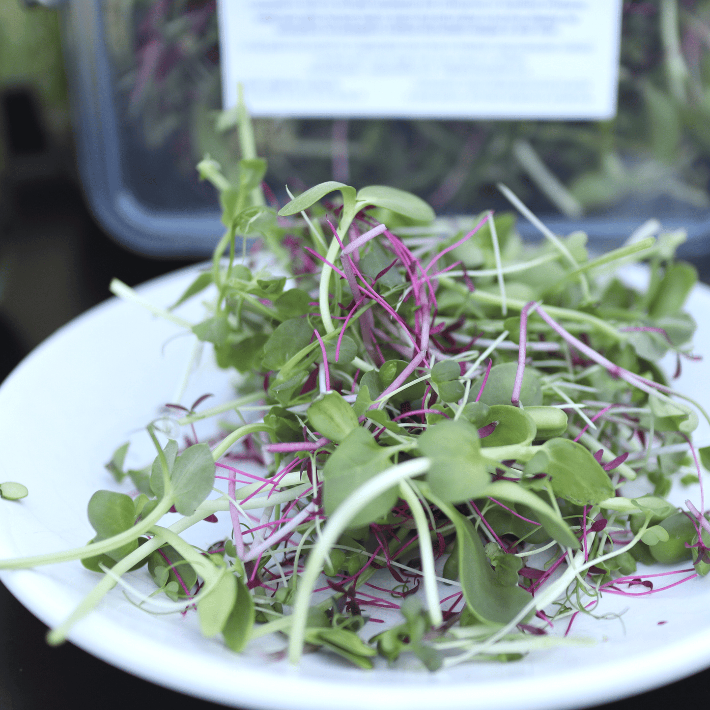 Perfect Everyday Micro Salad Mix - ONE-OFF PURCHASE