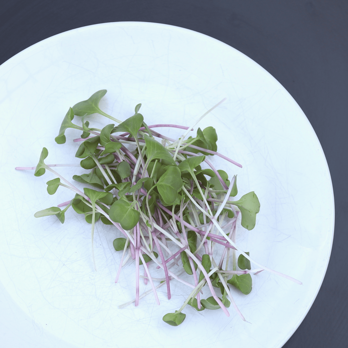 Radish Shoots - SUBSCRIPTION