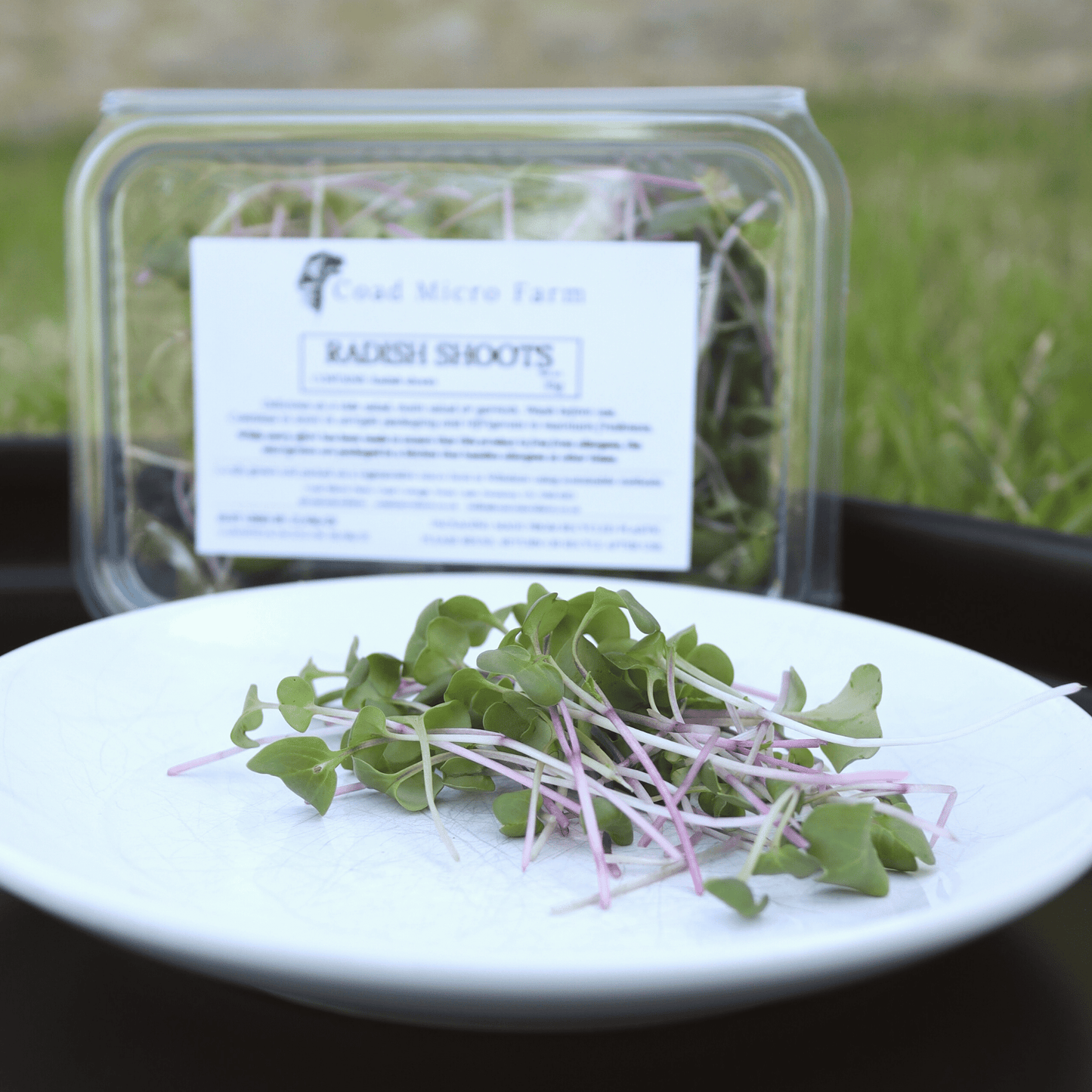 Radish Shoots - SUBSCRIPTION