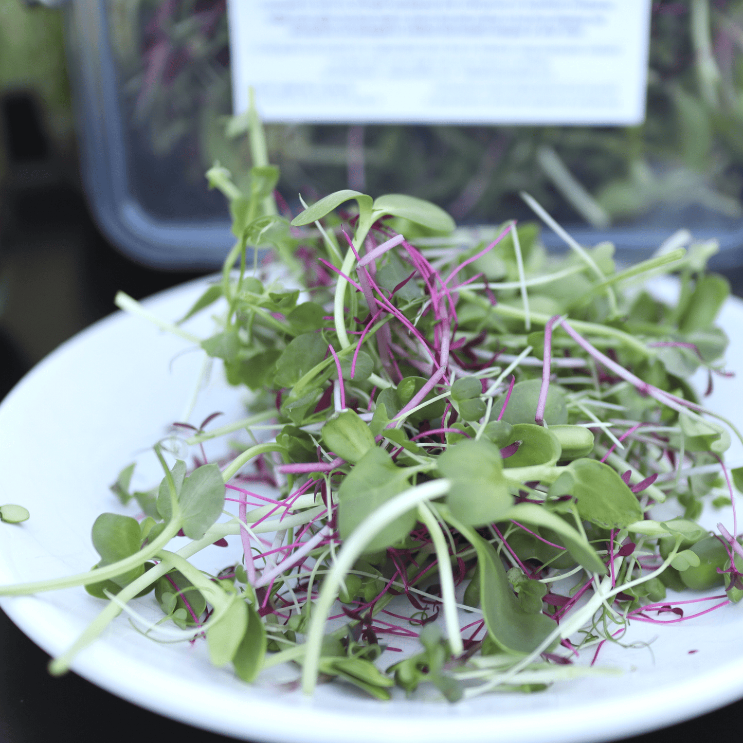 Perfect Everyday Micro Salad Mix - SUBSCRIPTION