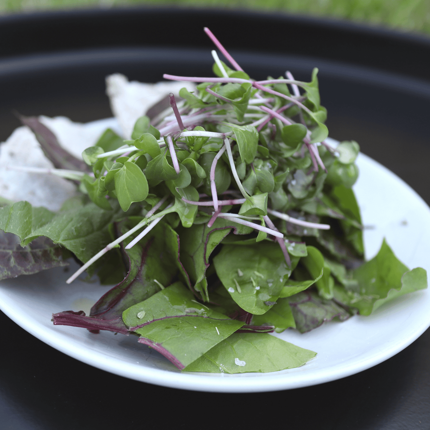 Radish Shoots - SUBSCRIPTION