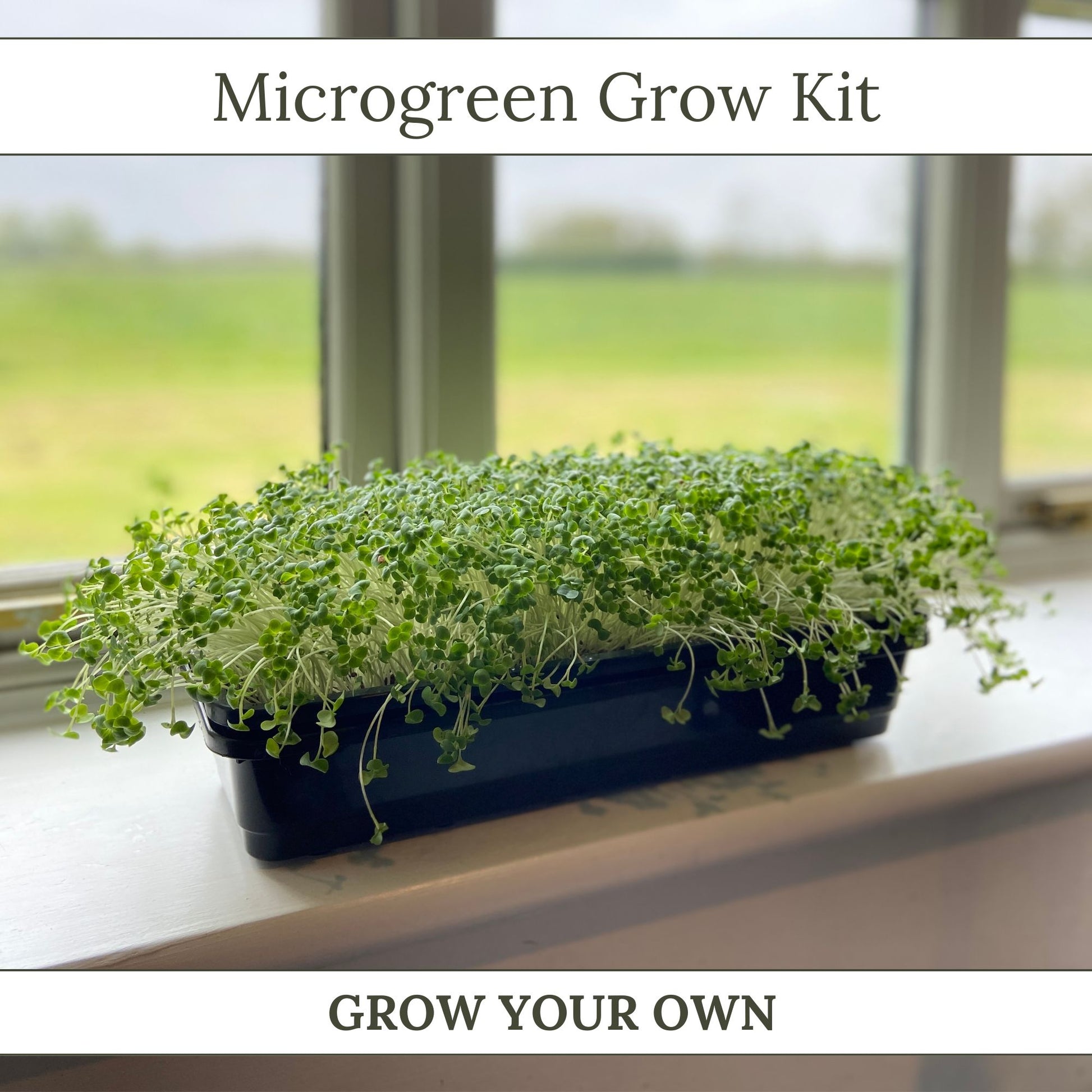8+ Microgreen Growing Medium Microgreen Grow Kits – Coad Micro Farm