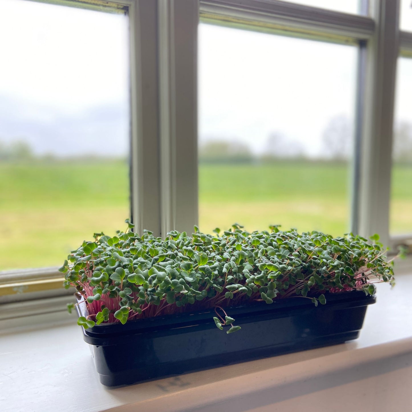 Microgreen Grow Kits