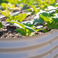 The Lazy Gardener's Guide to Growing Your Own