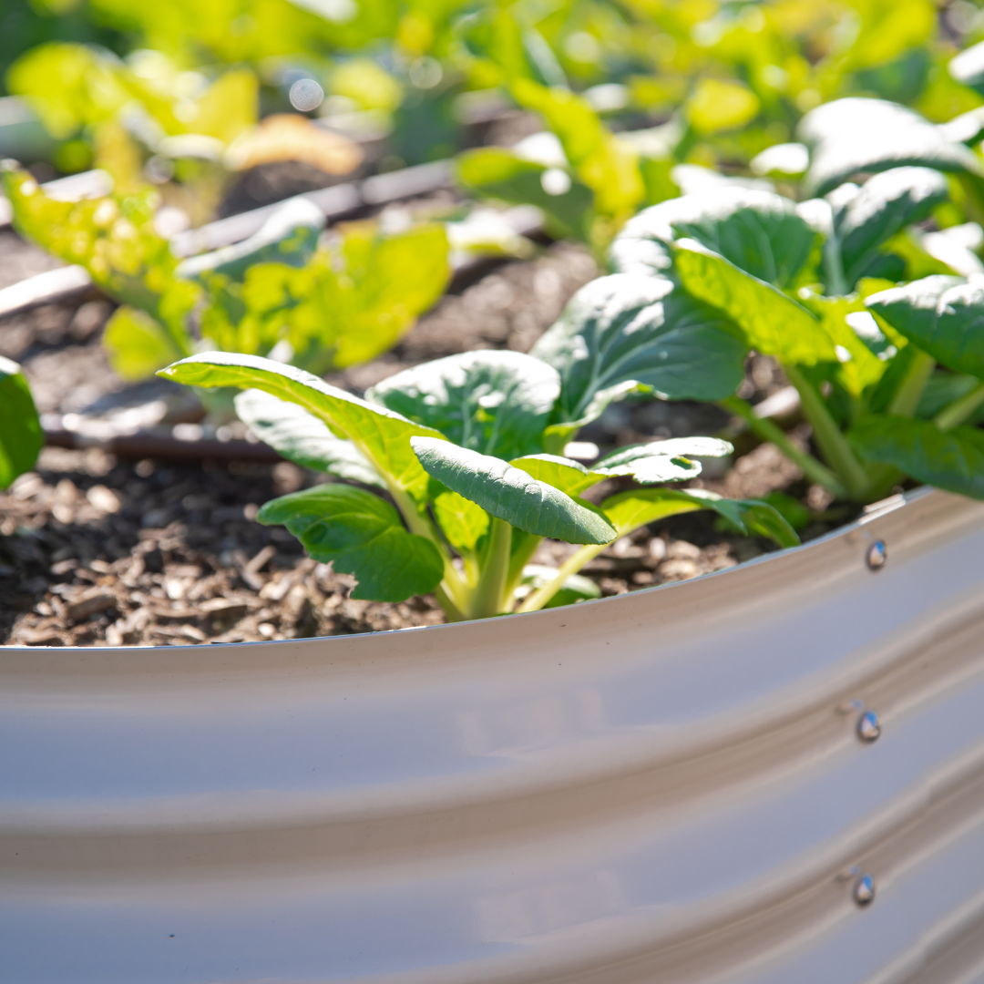 The Lazy Gardener's Guide to Growing Your Own