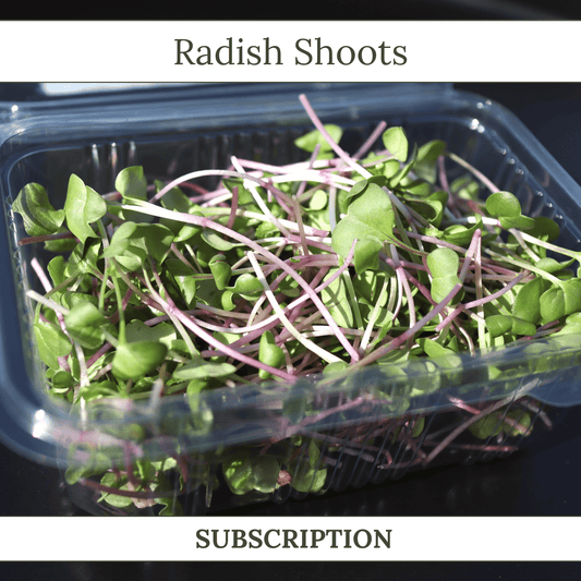 Radish Shoots - SUBSCRIPTION
