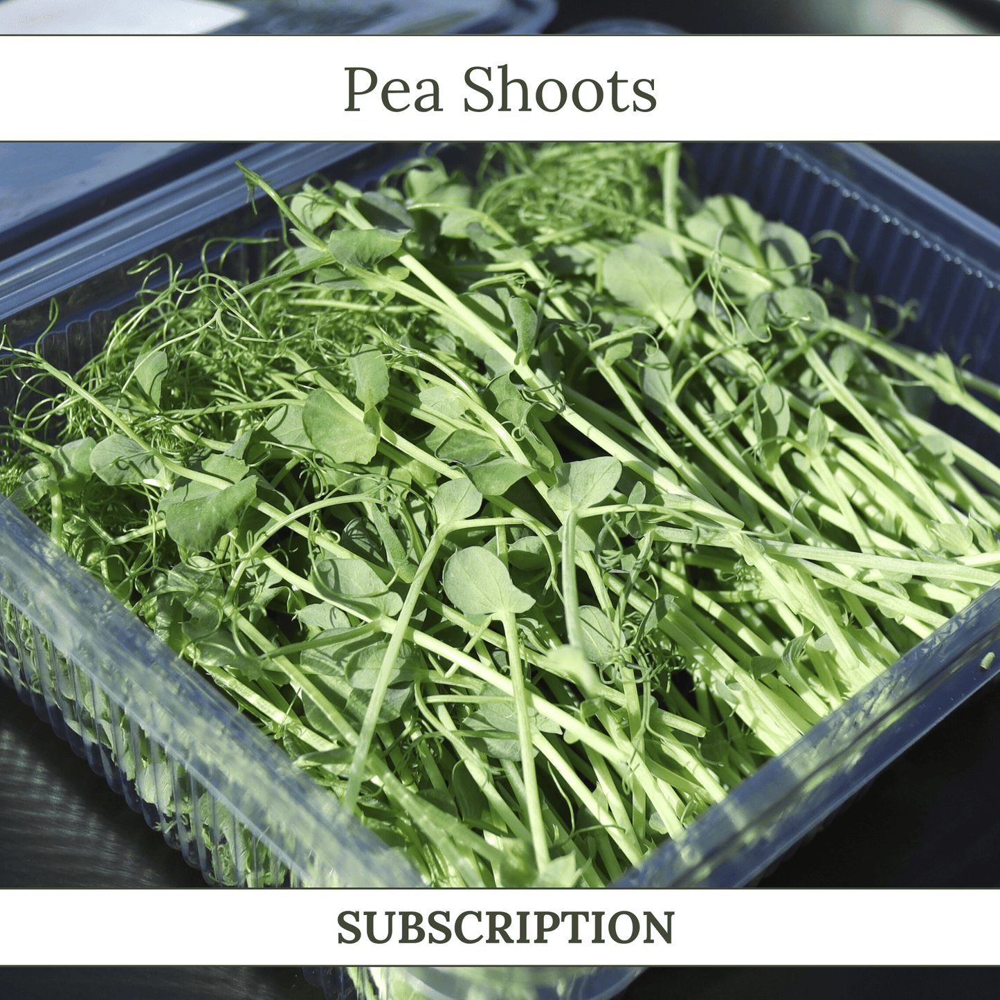Pea Shoots - SUBSCRIPTION