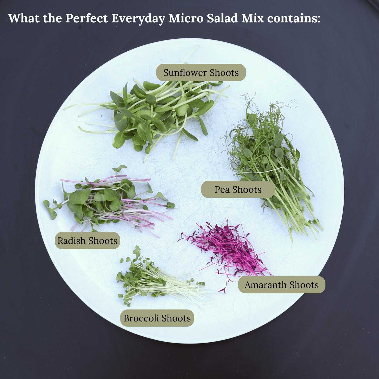 Perfect Everyday Micro Salad Mix - SUBSCRIPTION